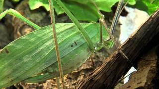 Giant Katydid  Cincinnati Zoo [upl. by Holden]