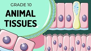 Animal Tissues [upl. by Goode]