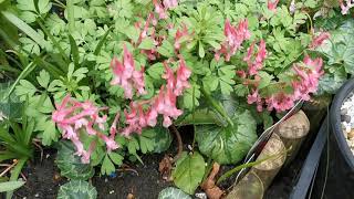 Corydalis solida cultivation  wonderful pink flowers in the shade [upl. by Ymia]