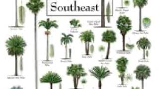 Palm Tree care Tips  facts deficiencies history [upl. by Hakeber760]