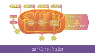 Respiratory  Mechanics of Breathing Pressure Changes  Part 1 [upl. by Feodora841]