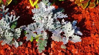 How to Grow Cineraria from Seed [upl. by Horowitz]