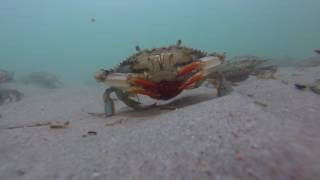 Female Atlantic Blue Crabs Spawning [upl. by Ailic]