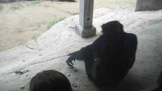 Chimpanzees Mating at the Zoo [upl. by Garvey]