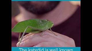 Katydid  Bug Facts [upl. by Nickey437]