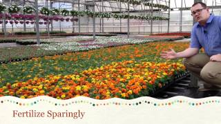 Caring for Marigolds [upl. by Gnehs]