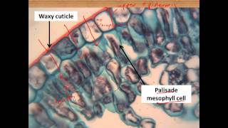 Leaf structure and photosynthesis for IGCSE Biology [upl. by Greenburg392]