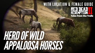 🗣 Red Dead Redemption 2 Herd of Wild Appaloosa Horses  Female Guide  Location [upl. by Attekahs]