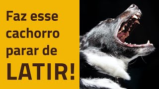 Como adestrar um cachorro a PARAR DE LATIR [upl. by Ogaitnas482]