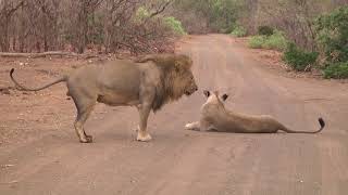 Male Lion marking his territory after mating [upl. by Haswell]