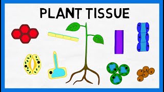 Plant Tissue [upl. by Enelez928]