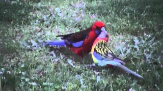 eastern rosella with crimson rosella [upl. by Rintoul]