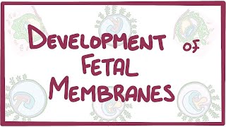 Fetal Membrane  General Embryology  Anatomy [upl. by Frohman494]