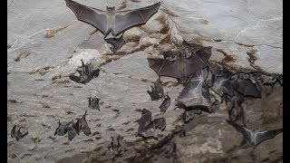 Egyptian Fruit Bats  Cyprus [upl. by Kwok]