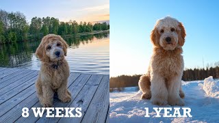 Tarzan the labradoodle growing up [upl. by Buehrer]