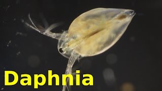 Daphnia [upl. by Handler]