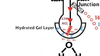 How a pH meter works [upl. by Elmira]