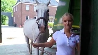 Staking Horses at the Cleaning Area [upl. by Candida]