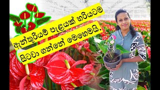 anthurium wagawa sinhala  ඇන්තුරියම් පැළයක් සිටවා ගන්නා හරිම ක්‍රමය  how to grow anthurium plants [upl. by Meunier838]