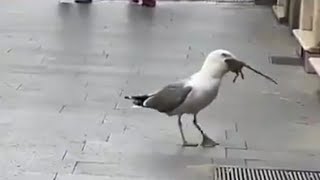 Seagull swallowing a rat in the streets😮 [upl. by Odnavres]