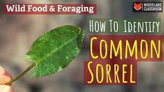 How To Identify Common Sorrel Wild Food amp Foraging [upl. by Odrareg]