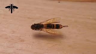 Identifying Horntail Wasps or Wood Wasps [upl. by Geer]