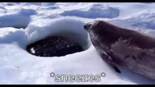 Captioned Seal Sea Doggo [upl. by Ecinert]