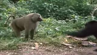 2 Chimpanzees VS Baboon [upl. by Nanette65]