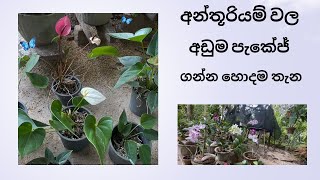 අලවිය සදහා ඇන්තූරියම් පැල  Alaviya Sadaha Anthuriyam Pela  NMLIN [upl. by Nakashima]