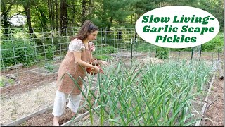 Slow Living Recipes Spring  Harvest amp Prepare Garlic Scape Pickles [upl. by Battiste934]