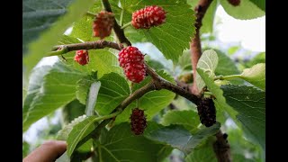 Morus Nigra Mulberries Noire of Spain  the King of Mulberries [upl. by Mehsah635]