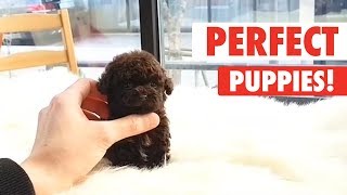 Perfect Puppies  Cute Puppy Video Compilation [upl. by Ajin]