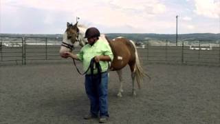 Horse Sheath Cleaning ROTH Natural Horsemanship Style [upl. by Cleo985]