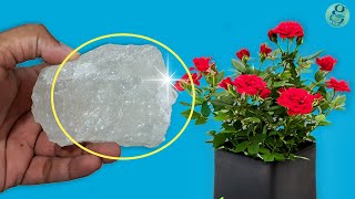 10 Powerful Rose Plant Care Tips  How to grow Roses [upl. by Kallick]