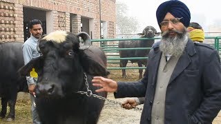 Ravi buffalo breed from Pakistan at Badal Farms Punjab [upl. by Eibot]