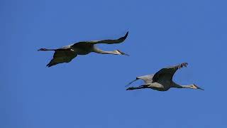 Sandhill Cranes in flight with call [upl. by Hgieliak]