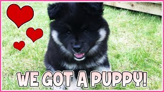 WE GOT A PUPPY [upl. by Akins]