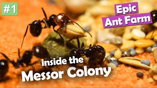 EPIC Ant Farm Messor Barbarus Episode 1 [upl. by Helm]