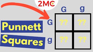 Punnett Square Basics  Mendelian Genetic Crosses [upl. by Alsi446]