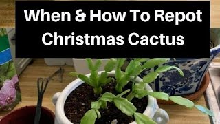 How to repot Christmas Cactus [upl. by Petras]