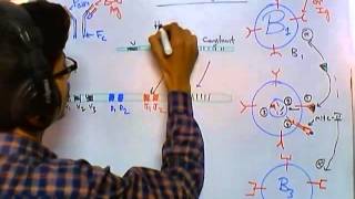 Antibody class switching [upl. by Eedebez]