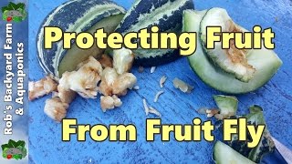 Queensland Fruit Fly Protecting Fruit  Our Organic Method [upl. by Rosetta]