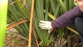 How to harvest amp clean your Harakeke NZFlax Phormium Tenax Bush [upl. by Orlanta]