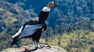 EL CONDOR DE LOS ANDES  Parque Puracé Sur de Colombia [upl. by Trammel756]