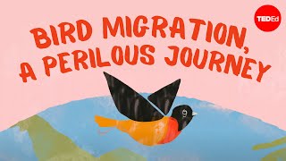 Bird migration a perilous journey  Alyssa Klavans [upl. by Uhthna]