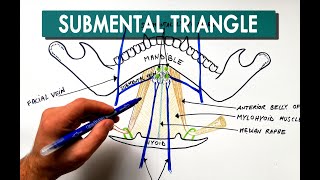 Submental Triangle  Boundaries amp Contents  Anatomy Tutorial [upl. by Beatrix949]