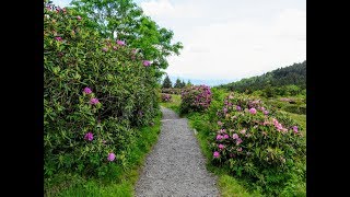 Roan Mountain rhododendron blooms  Pisgah National Forest NC [upl. by Meyer985]