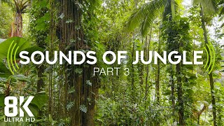 Facts about amazon jungle in Hindi  Largest jungle in the world  Amazon Rainforest [upl. by Timothy192]