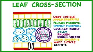 Leaf CrossSection Old version [upl. by Amsirak]