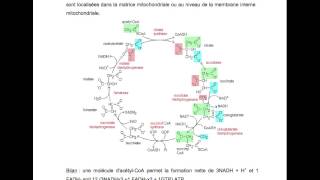 BIOCH  Métabolisme des glucides [upl. by Nolaf]